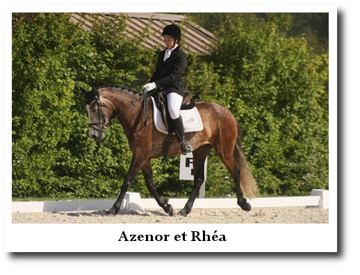 dressage