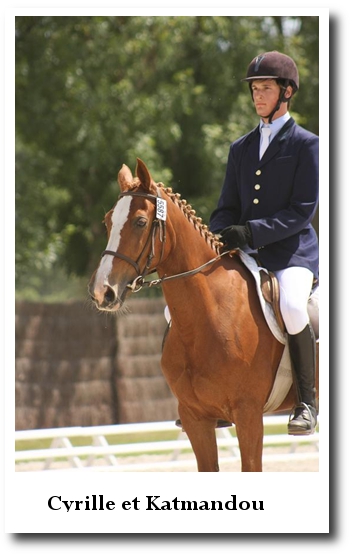 dressage