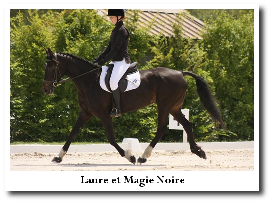 dressage